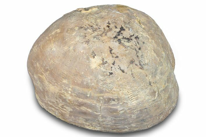 Cretaceous Sea Urchin (Holaster) Fossil - Texas #286469